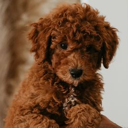Goldendoodles from Real Doodles of OC