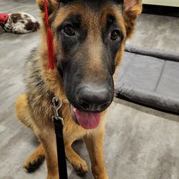 German Shepherds from Hesse German Shepherds LLC