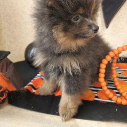 Boy 1 - Blue and tan male Pomeranian puppy in Victorville, California from Star Kid Poms