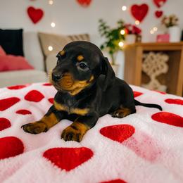 Jazzlynn - Black and tan female Dachshund puppy in Magnolia, Texas from Carrie’s Countryside Dachshunds