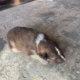 Boy 3 - male Shetland Sheepdog puppy in Shirley, Arkansas from Lucky Pups