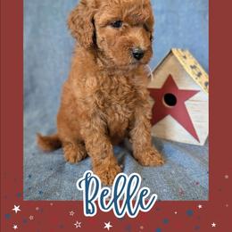 Belle - Red  female Goldendoodle puppy in Coarsegold, California from Hobbit Hollow Acres
