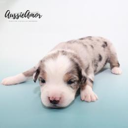 Blue Merle 6 - Blue merle male Miniature Australian Shepherd puppy in Pinehurst, Texas from Aussie Amor