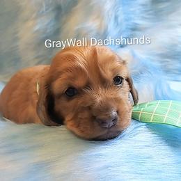 AKC-Barnie Fife - Dapple male Dachshund puppy in Bates City, Missouri from Gray Wall Dachshunds