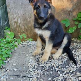 German Shepherd Puppies from Casamoko German Shepherds