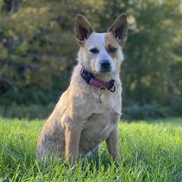 Ginger - Australian Cattle Dog