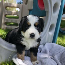 Aussiedoodle, Bernedoodle, Bernese Mountain Dog, Cavapoo, Poodle, and Sheepadoodle Puppies from Draper Mountain Doodles