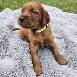 Mateo the Christmas Eve Puppy - Mahogany male Irish Setter puppy in Orem, Utah from Rocky Mountain Irish Setters
