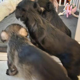 Miniature Schnauzer Puppies from Byrd's House