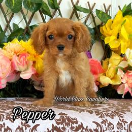 Pepper - Ruby male Cavalier King Charles Spaniel puppy in Hollywood, Florida from World Class Cavaliers