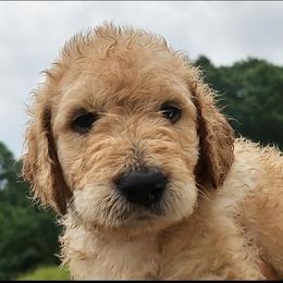 Pink Collar - Cream female Goldendoodle puppy in Willow Springs, Missouri from Todd Family Homestead
