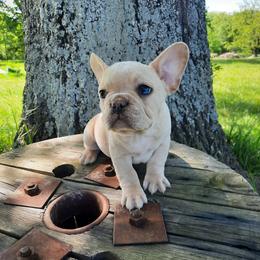 Dallas - Cream male French Bulldog puppy in Houston, Missouri from Pistol Creek Puppies