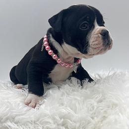 Candy - Black and white female Olde English Bulldogge puppy in Camdenton, Missouri from Mule Pool Olde English Bulldogges