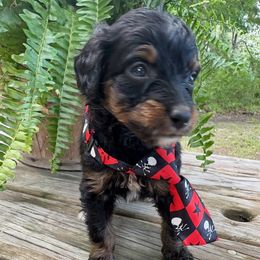 Scrappy - Tri-color male Bernedoodle puppy in Camden, North Carolina from Oopsie Doodles of NC