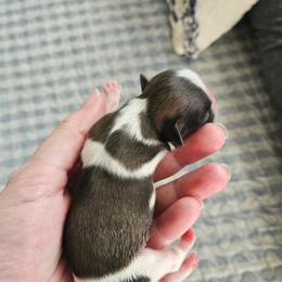 Shihpoo and Shih Tzu Puppies from The Luckie Puppy