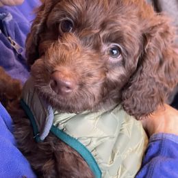 Australian Labradoodle Puppies from Fruitful Beginnings,LLC