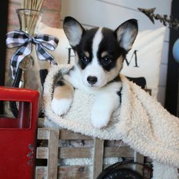 Itsy Bitsy - Black and tan female Pembroke Welsh Corgi puppy in Purcellville, Virginia from Rhone River Farm Pembroke Welsh Corgis
