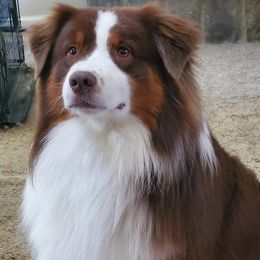 Australian Shepherds from Smoky Mountain Aussies