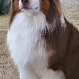 Australian Shepherds from Smoky Mountain Aussies