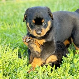 Rottweiler Puppies from Cross Creek Rottweilers