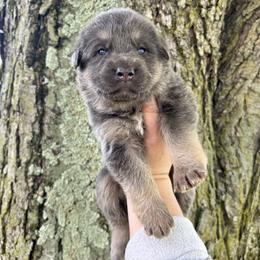 Aquamarine - Blue female German Shepherd puppy in Watervliet, Michigan from M&M Shepherd Farms