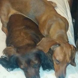 Dachshunds from LaDonna Miller's Dachshunds