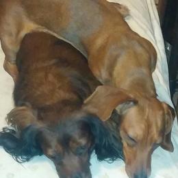 Dachshunds from LaDonna Miller's Dachshunds