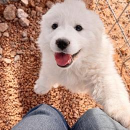 Purple Girl - White female Great Pyrenees puppy in Elfrida, Arizona from Outlaw Acres Farm & Kennels
