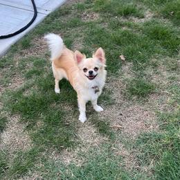 Chihuahua puppies from Sophia Jade's Chi Brigade