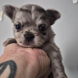 Vinny - Merle male Chihuahua puppy in Silver Summit, Utah from Snow Peak Kennel