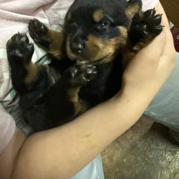 Lizzo - Black and tan female Rottweiler puppy in Mcminnville, Oregon from JHB Rottweilers