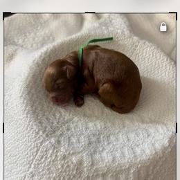 Mr. Green - Red male Cavapoo puppy in Nampa,, Idaho from Clig Doodle Days