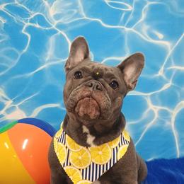 Piglet - French Bulldog