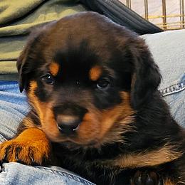 Boy 2 - Black and mahogany male Rottweiler puppy in Snohomish, Washington from Sky Valley Rottweilers