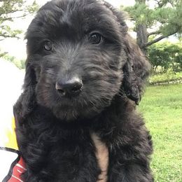 Goldendoodles from Buffalo River Doodles