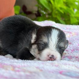 Skye - Black and tan female Pembroke Welsh Corgi puppy in Accident, Maryland from Deep Creeks Pembrokes