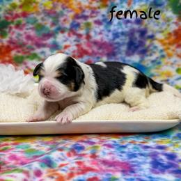 Isabella - Tri-color female Bernedoodle puppy in Williamson, New York from Lakeside Doodles
