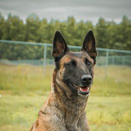 Hades - Belgian Malinois