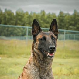 Hades - Belgian Malinois