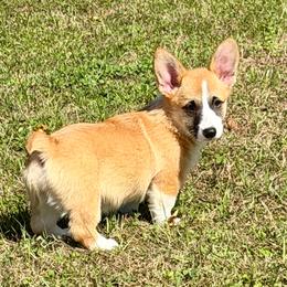 Ready to Go Now - Red girl 2 - Red female Pembroke Welsh Corgi puppy in Rochester, Indiana from Stacy’s Pembroke Welsh Corgis
