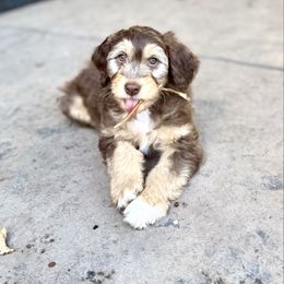 Maple - Red tri-color female Aussiedoodle puppy in Grants Pass, Oregon from Woodwind Miniatures