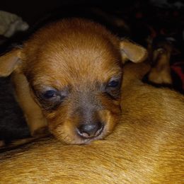 Chihuahuas from Kks pups