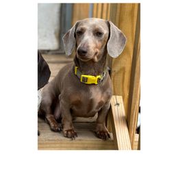 Piper - Dachshund