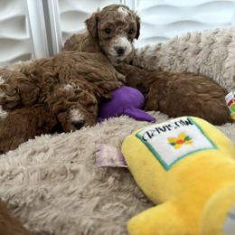 Poodle Puppies from Poodles 4 Life