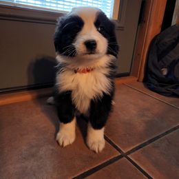 Miniature Australian Shepherd Puppies from Jennings Aussies
