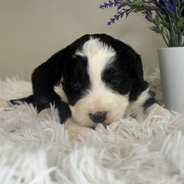 Boy 5 - Black and white male Bernedoodle puppy in Russiaville, Indiana from Pleasant Creek Minibernedoodles