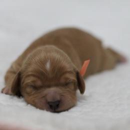 Mr. Orange Collar - Red male Cavapoo puppy in Springtown, Texas from North Texas Puppies