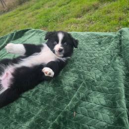 Uri - Black & white male Miniature Australian Shepherd puppy in Copperas Cove, Texas from Hidden Leaf Aussies