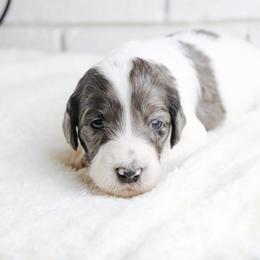 Dolly - Merle female Labradoodle puppy in Bryantown, Maryland from Doodles on Duty
