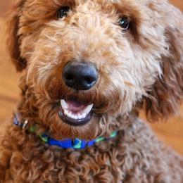 Poodles from Country Posh Poodles